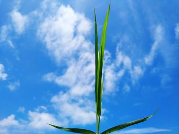 Low angle view of plant against blue sky