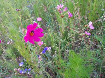 Close-up of pink flowering plants on field