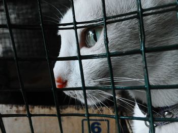 Close-up of cat in cage