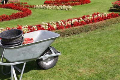 Red flowers in garden