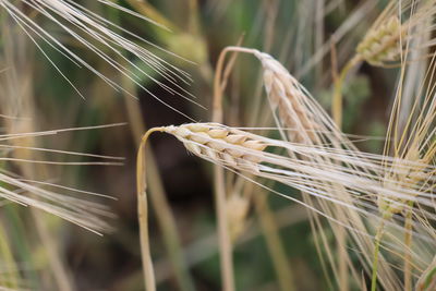 Close-up of stalks in field