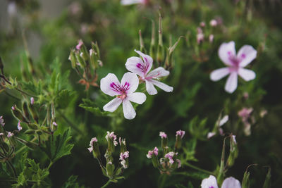 Close-up of white flowering plant