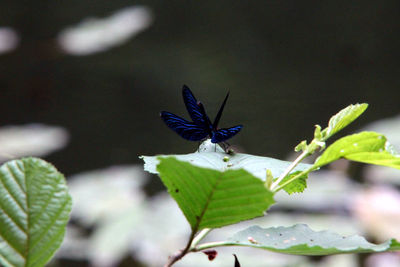 Close-up of butterfly pollinating flower