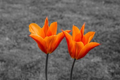 Close-up of orange flower