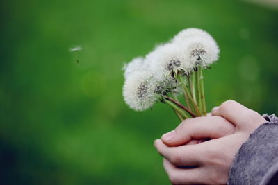 Close-up of cropped hand holding dandelion