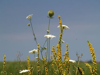 Low angle view of flowering plants against sky