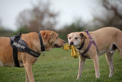 View of a dog on field