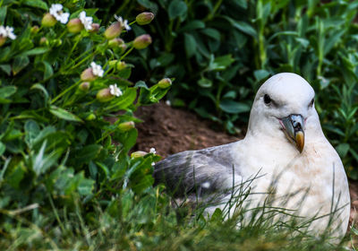 View of a bird on field