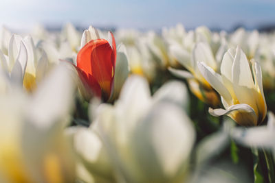 Close-up of red tulips
