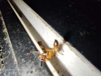 High angle view of insect on metal