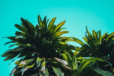 Close-up of plants against turquoise background