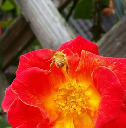 Close-up of red flower