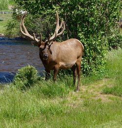 Deer in grass