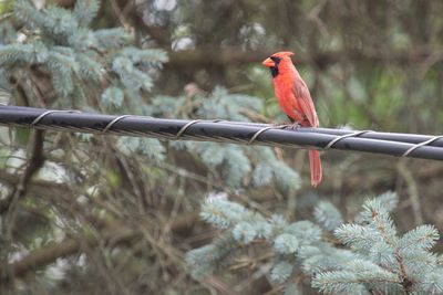 Bird perching on a plant