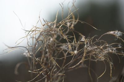 Close-up of dead plant