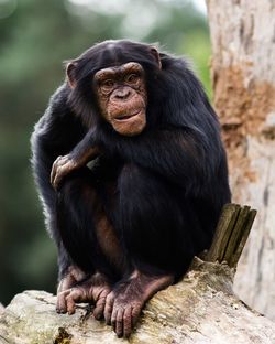 Chimpanzee sitting on branch at forest