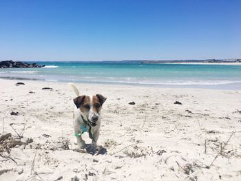 Portrait of dog standing on beach against clear sky