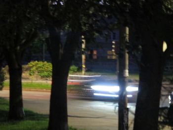 Road by trees in city