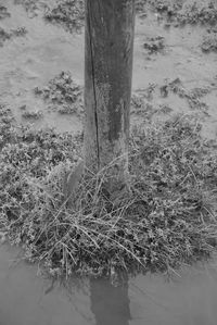 Reflection of tree on field in water