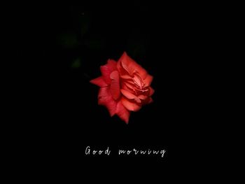 Close-up of red flower against black background