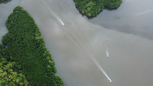 High angle view of trees along plants