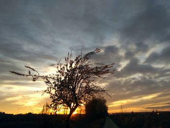 Silhouette trees on field against dramatic sky during sunset