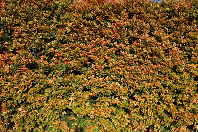 Full frame shot of autumn leaves