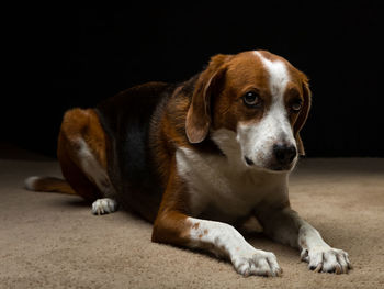 Portrait of dog resting on floor