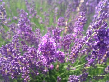 Close-up of purple flowers