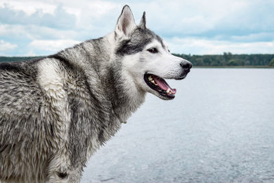 Close-up of a husky looking away