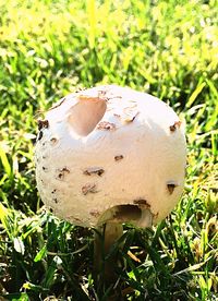 Close-up of mushroom on field