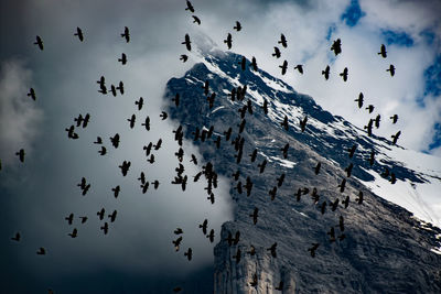 Flock of birds flying by mountain