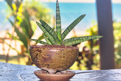 Close-up of succulent plant in pot