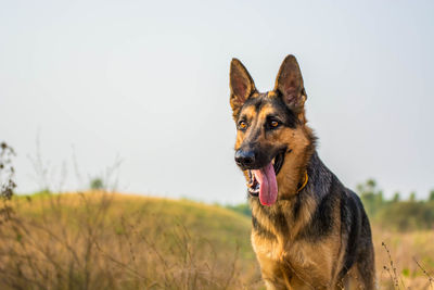 Dog yawning on grass