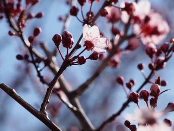 Close-up of pink cherry blossoms in spring