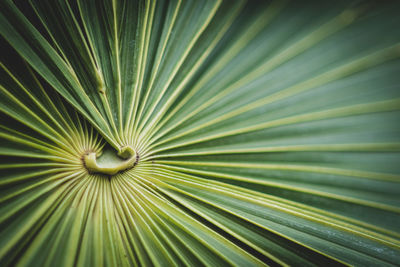 Full frame shot of palm leaves