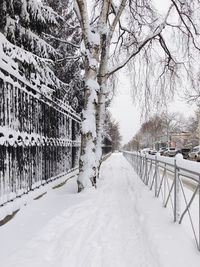 Snow covered trees