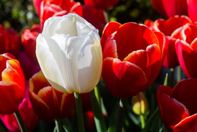 Close-up of red tulips