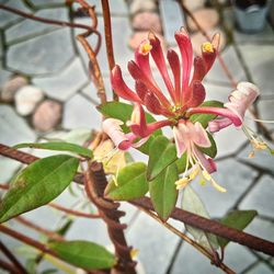 Close-up of pink flowers
