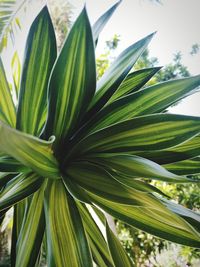 Close-up of palm leaves