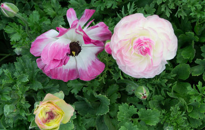 High angle view of pink roses on plant