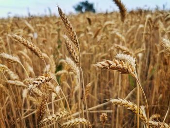 Close-up of stalks in field