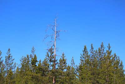 Low angle view of trees against clear blue sky