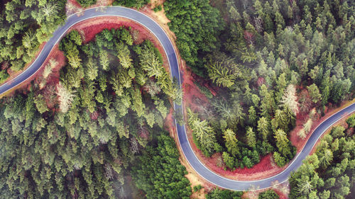 High angle view of road amidst trees in forest