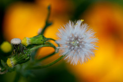 Close-up of dandelion