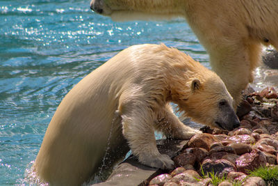 Close-up of a bear