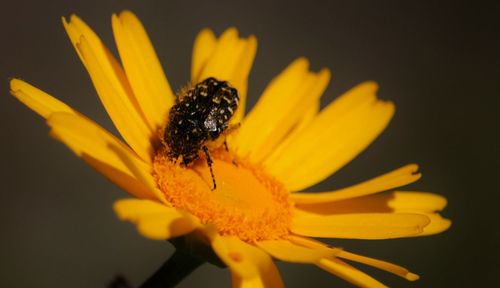 Close-up of bee on yellow flower