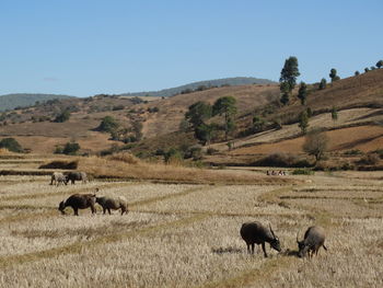 View of sheep on field against clear sky