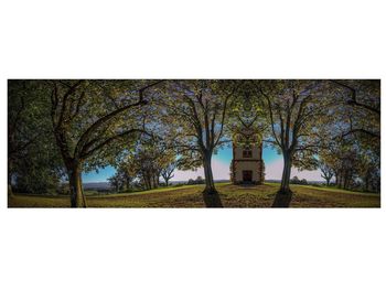 Low angle view of trees against sky