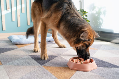 Close-up of dog sitting on floor